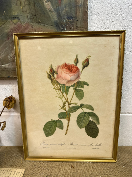 Vintage Still Life Floral, Art Print, Rosa Muscosa Multiplex Pierre Joseph Redoute