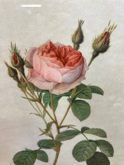 Vintage Still Life Floral, Art Print, Rosa Muscosa Multiplex Pierre Joseph Redoute