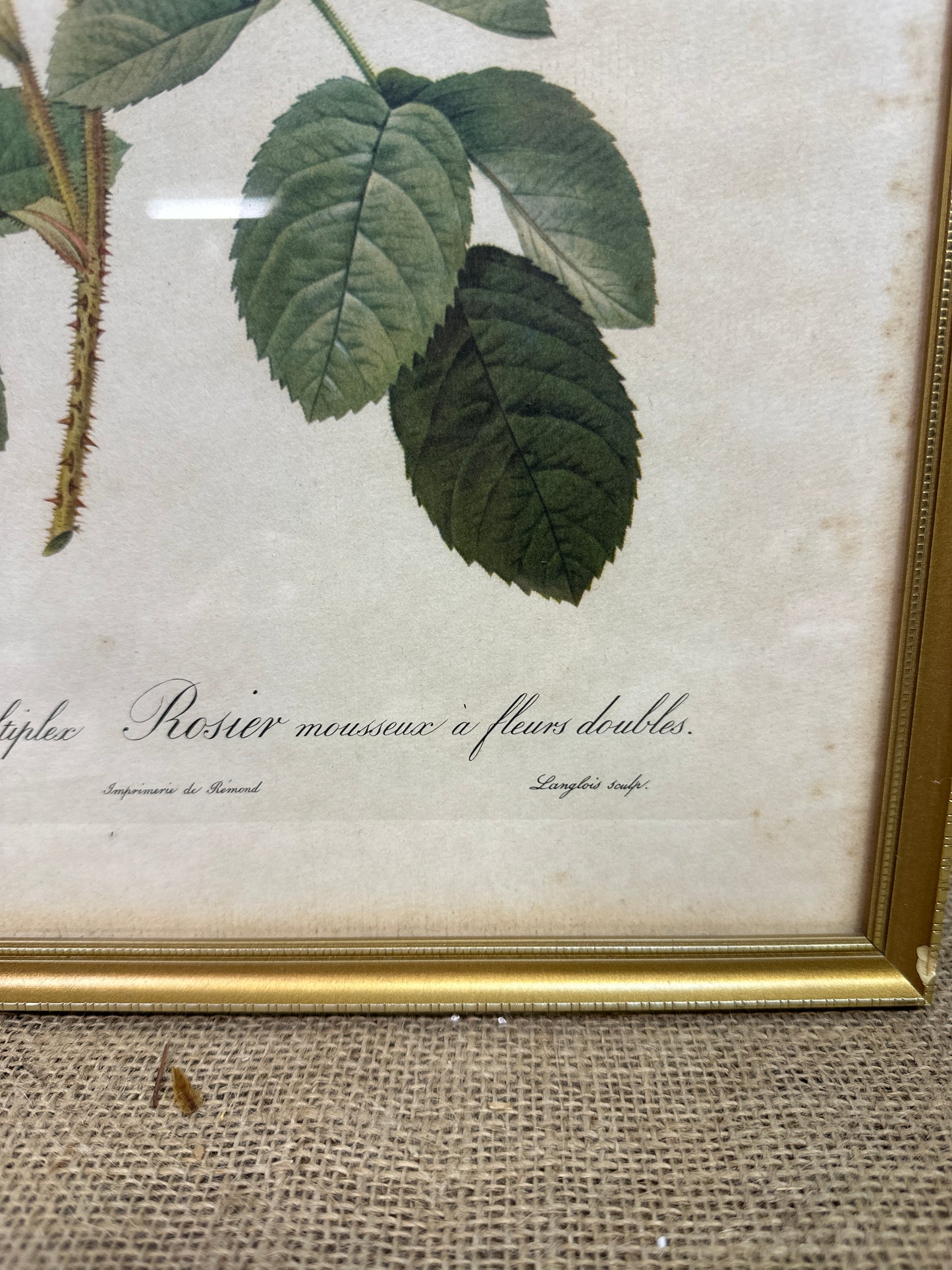 Vintage Still Life Floral, Art Print, Rosa Muscosa Multiplex Pierre Joseph Redoute