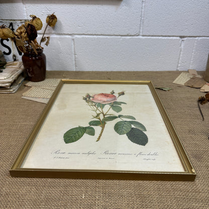 Vintage Still Life Floral, Art Print, Rosa Muscosa Multiplex Pierre Joseph Redoute
