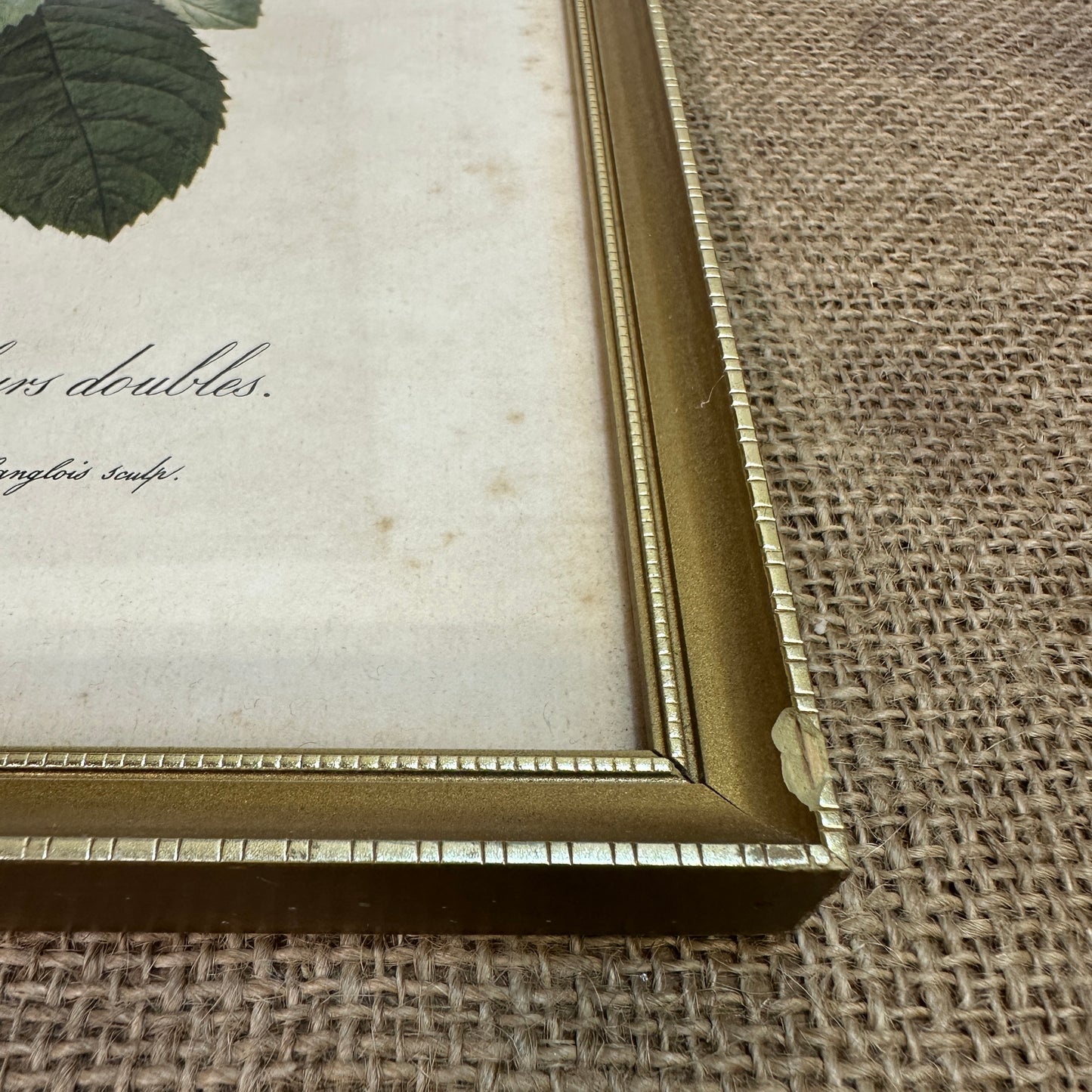 Vintage Still Life Floral, Art Print, Rosa Muscosa Multiplex Pierre Joseph Redoute