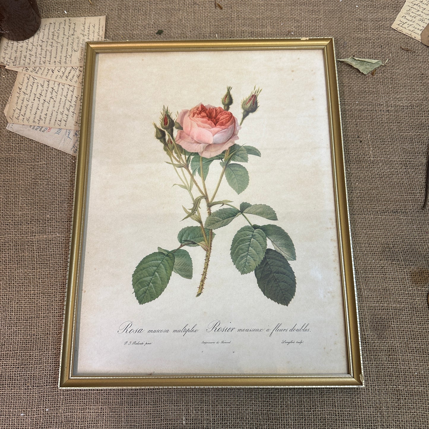 Vintage Still Life Floral, Art Print, Rosa Muscosa Multiplex Pierre Joseph Redoute