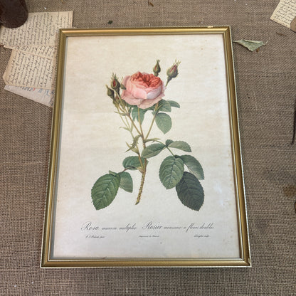 Vintage Still Life Floral, Art Print, Rosa Muscosa Multiplex Pierre Joseph Redoute