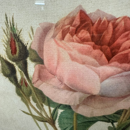 Vintage Still Life Floral, Art Print, Rosa Muscosa Multiplex Pierre Joseph Redoute