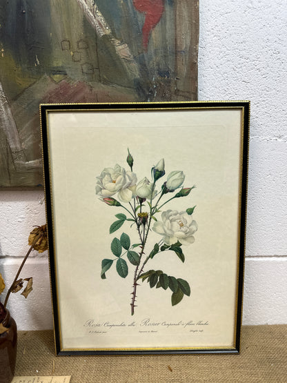 Vintage Still Life Floral, Art Print, Rosa Campanulata Alba Pierre Joseph Redoute