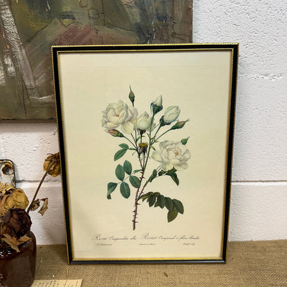 Vintage Still Life Floral, Art Print, Rosa Campanulata Alba Pierre Joseph Redoute
