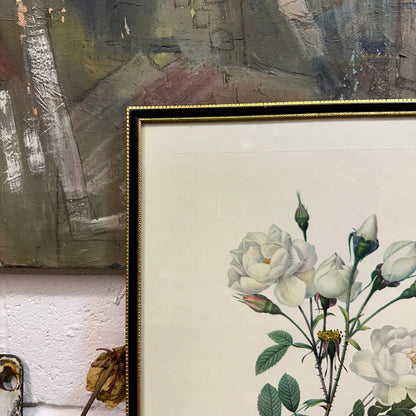 Vintage Still Life Floral, Art Print, Rosa Campanulata Alba Pierre Joseph Redoute