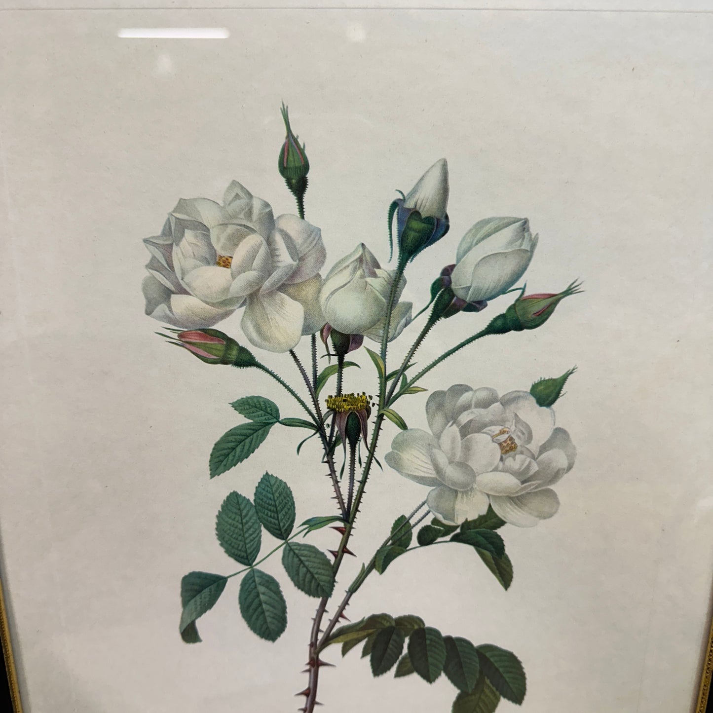 Vintage Still Life Floral, Art Print, Rosa Campanulata Alba Pierre Joseph Redoute