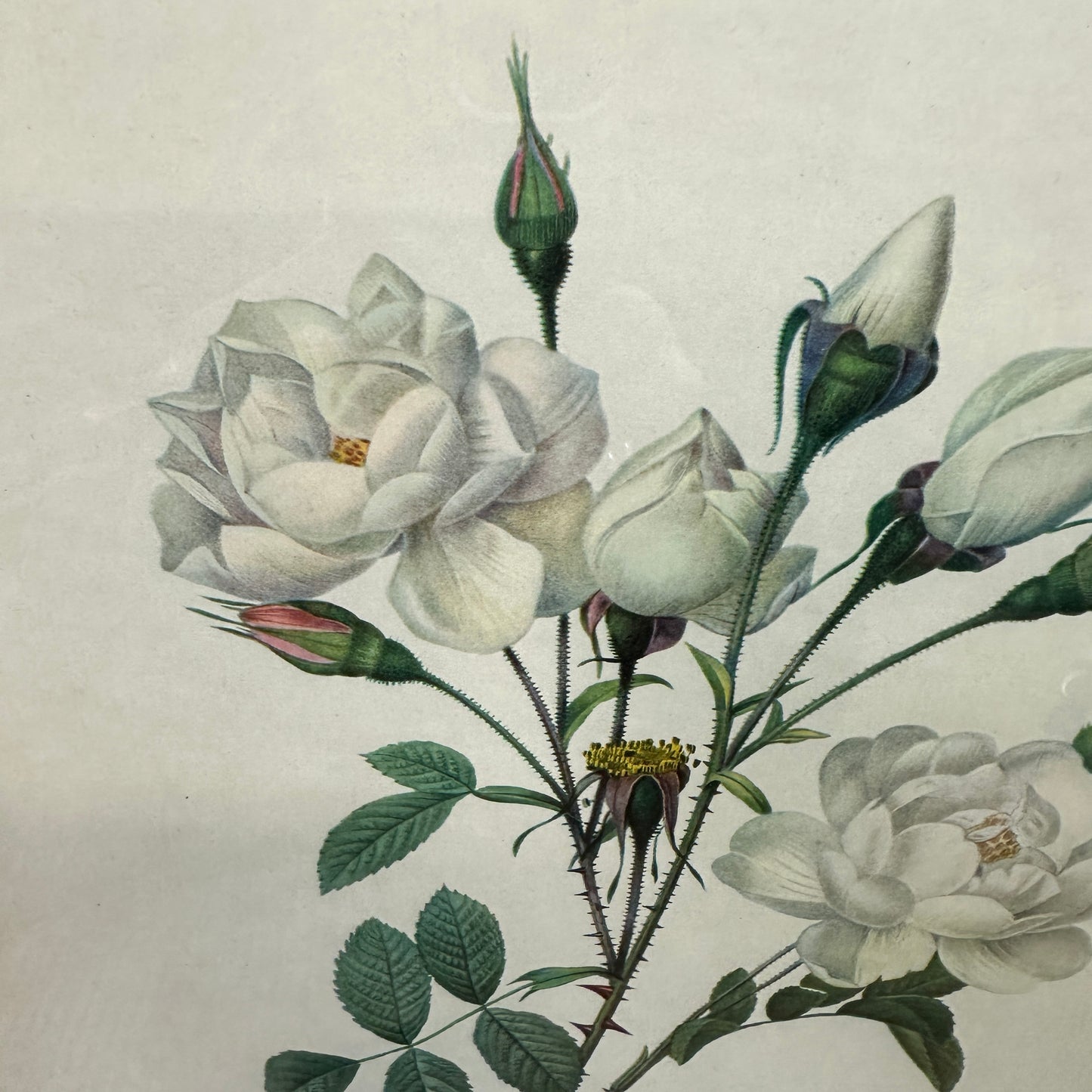 Vintage Still Life Floral, Art Print, Rosa Campanulata Alba Pierre Joseph Redoute