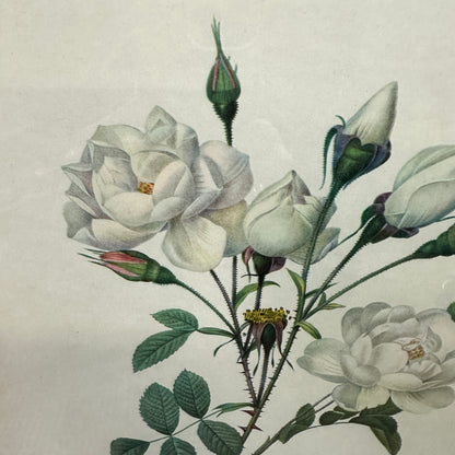 Vintage Still Life Floral, Art Print, Rosa Campanulata Alba Pierre Joseph Redoute