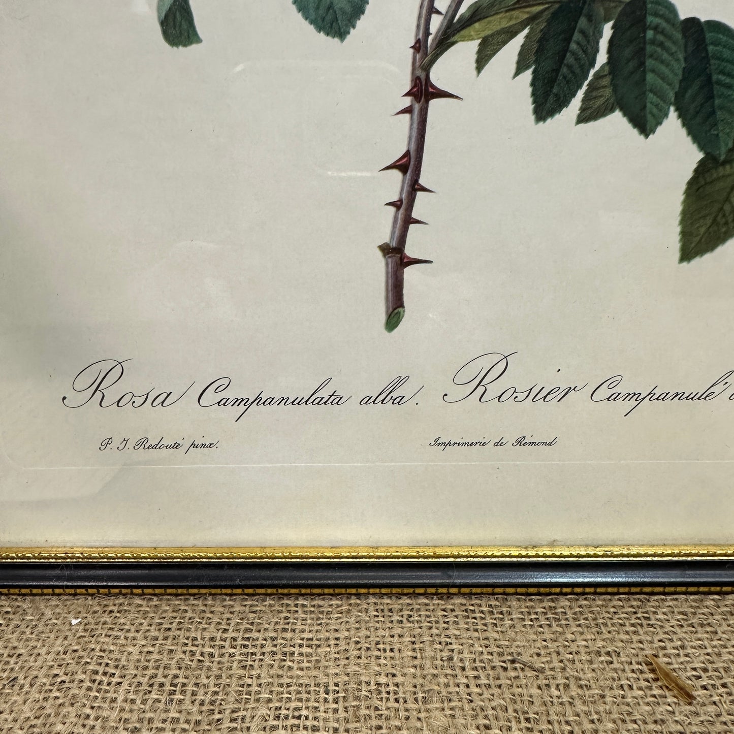 Vintage Still Life Floral, Art Print, Rosa Campanulata Alba Pierre Joseph Redoute