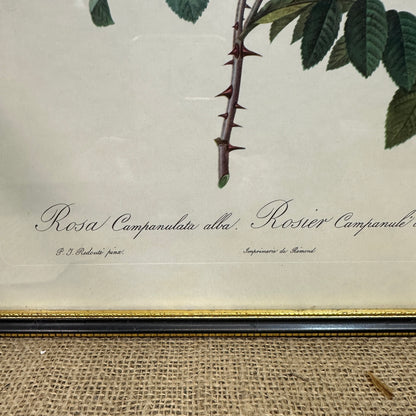 Vintage Still Life Floral, Art Print, Rosa Campanulata Alba Pierre Joseph Redoute