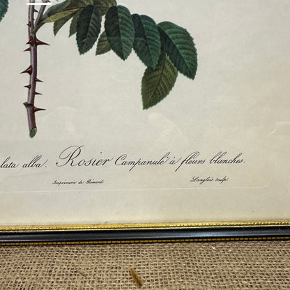 Vintage Still Life Floral, Art Print, Rosa Campanulata Alba Pierre Joseph Redoute