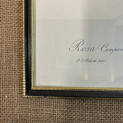 Vintage Still Life Floral, Art Print, Rosa Campanulata Alba Pierre Joseph Redoute