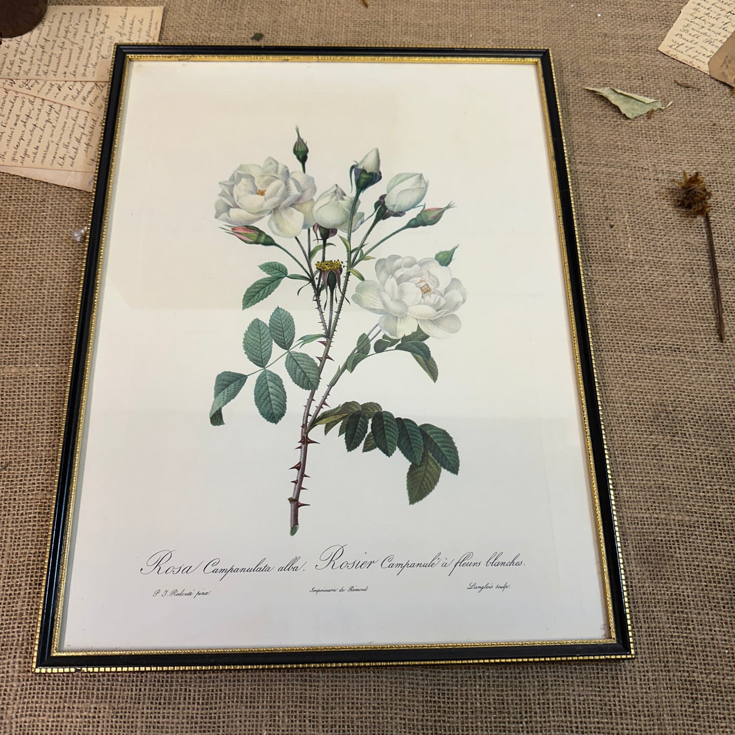 Vintage Still Life Floral, Art Print, Rosa Campanulata Alba Pierre Joseph Redoute