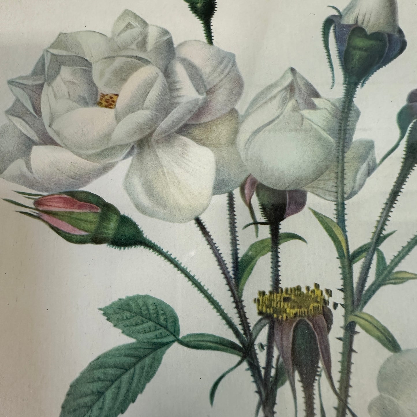 Vintage Still Life Floral, Art Print, Rosa Campanulata Alba Pierre Joseph Redoute