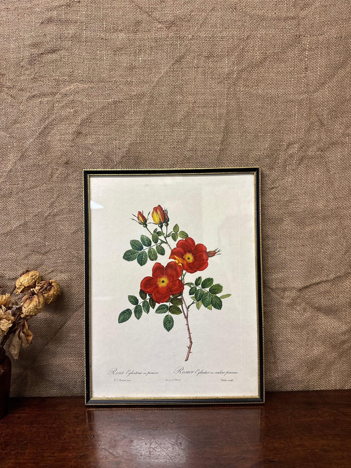 Vintage Still Life Floral, Art Print, Rosa Eglanteria Pierre Joseph Redoute The Blind Mole