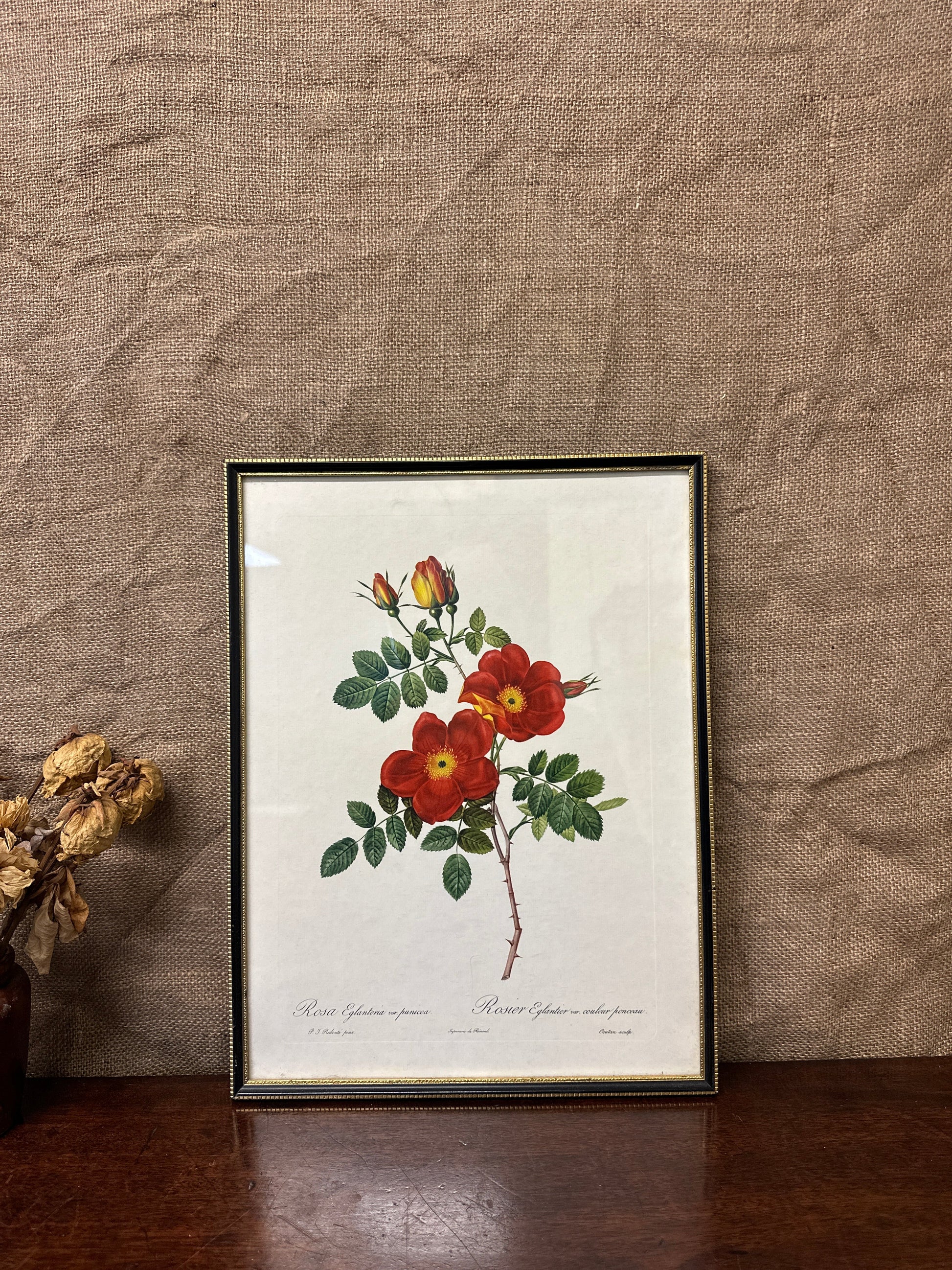 Vintage Still Life Floral, Art Print, Rosa Eglanteria Pierre Joseph Redoute The Blind Mole