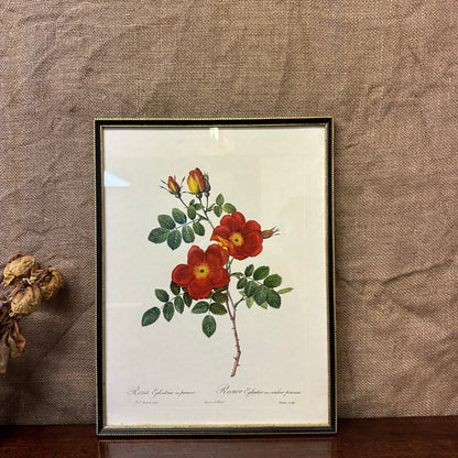 Vintage Still Life Floral, Art Print, Rosa Eglanteria Pierre Joseph Redoute The Blind Mole