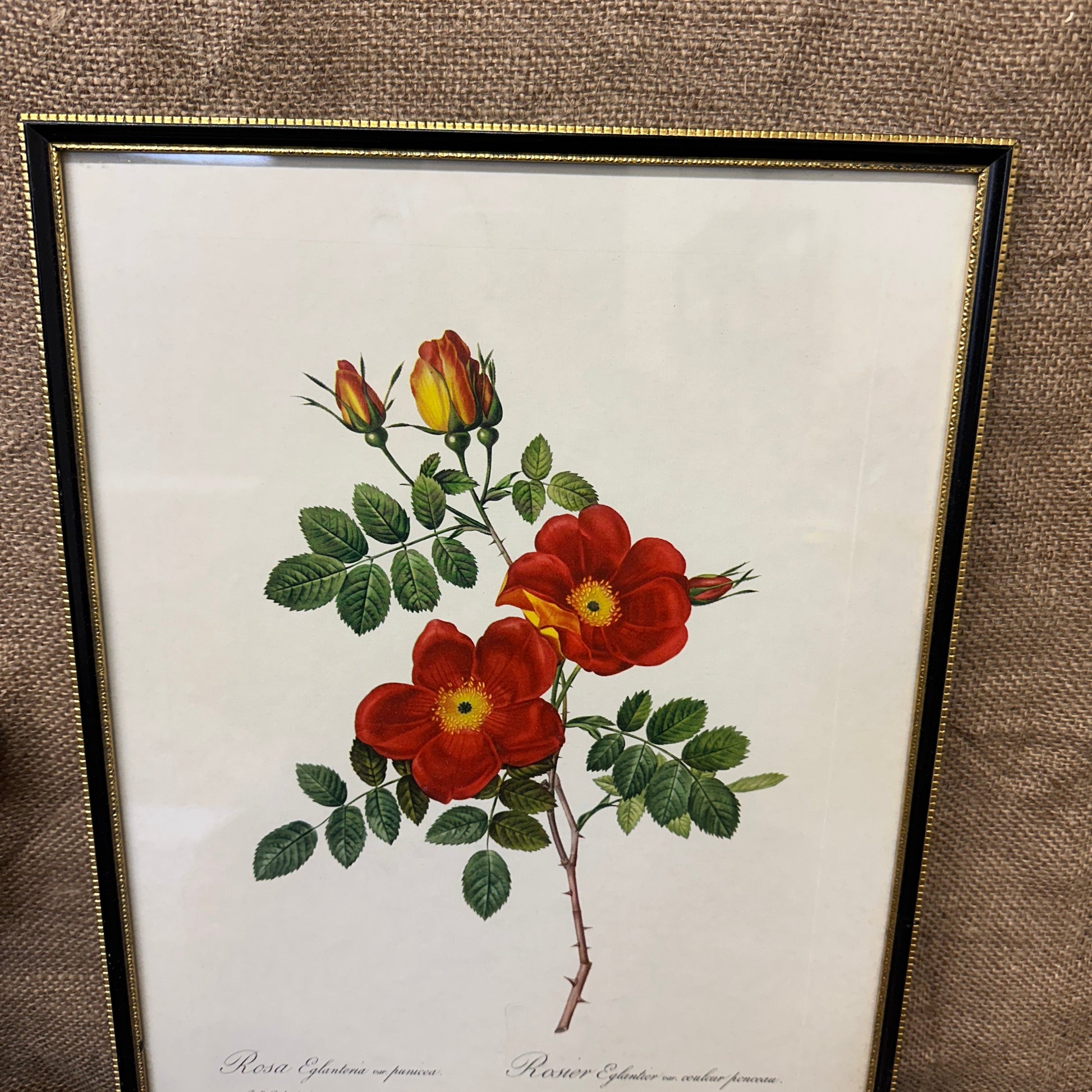 Vintage Still Life Floral, Art Print, Rosa Eglanteria Pierre Joseph Redoute The Blind Mole