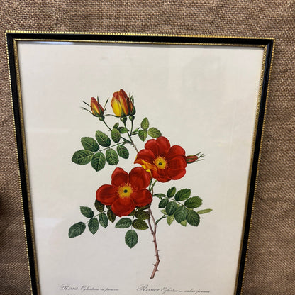 Vintage Still Life Floral, Art Print, Rosa Eglanteria Pierre Joseph Redoute The Blind Mole
