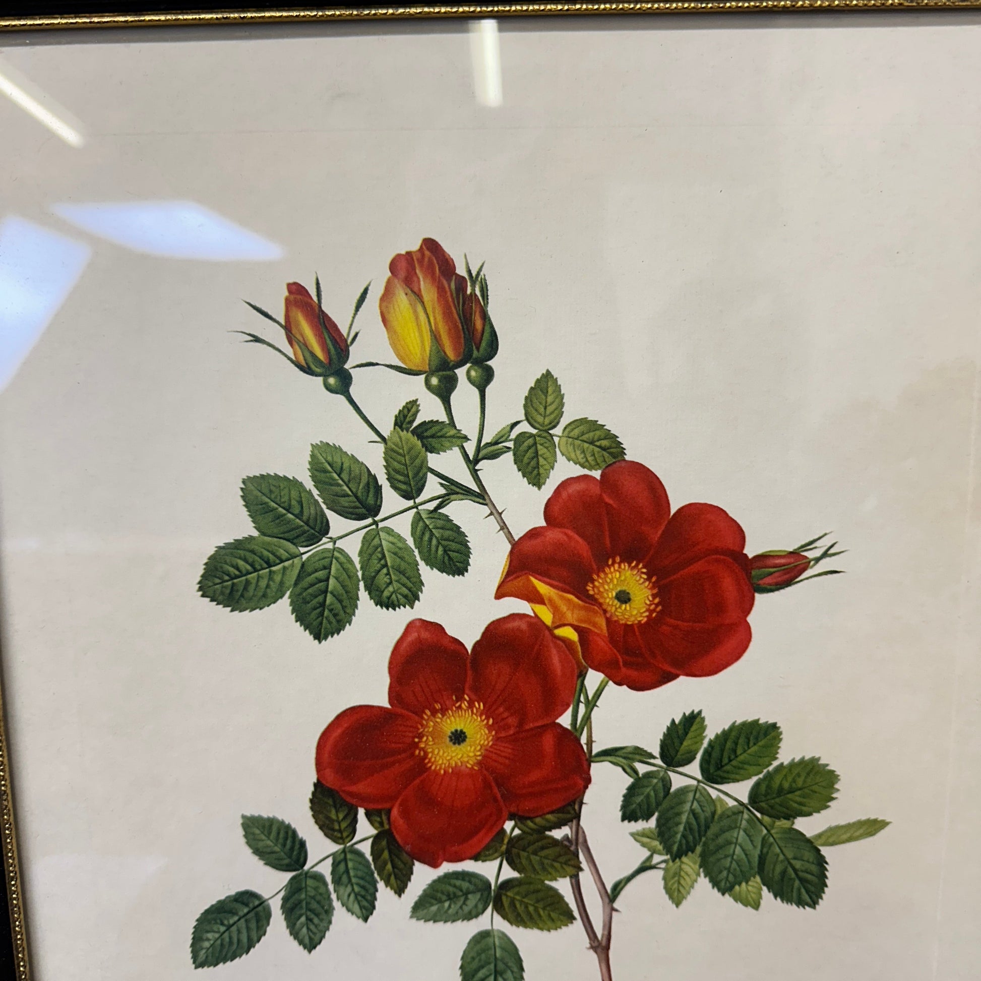 Vintage Still Life Floral, Art Print, Rosa Eglanteria Pierre Joseph Redoute The Blind Mole