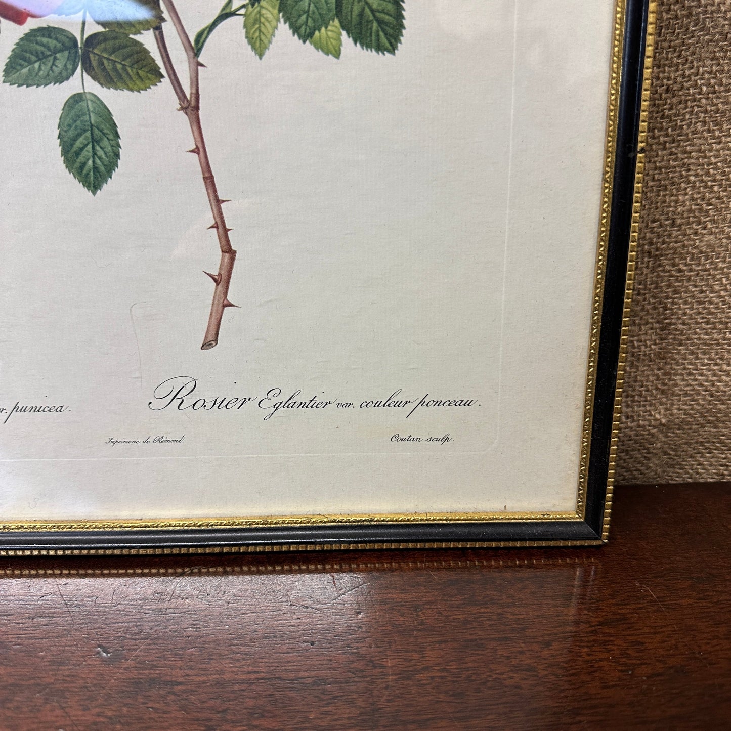 Vintage Still Life Floral, Art Print, Rosa Eglanteria Pierre Joseph Redoute The Blind Mole