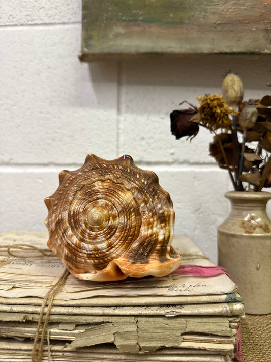 Antique Queen Helmet Shell