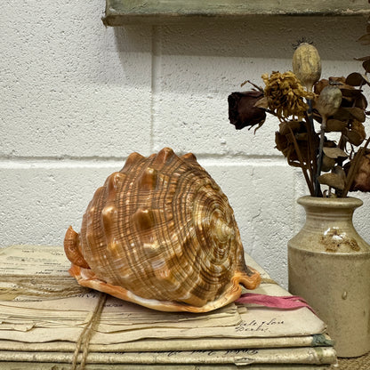 Antique Queen Helmet Shell