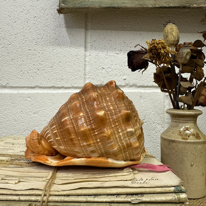 Antique Queen Helmet Shell