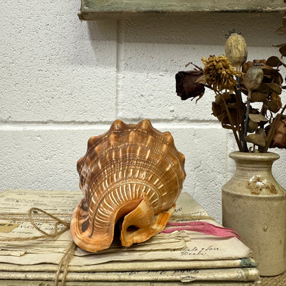 Antique Queen Helmet Shell