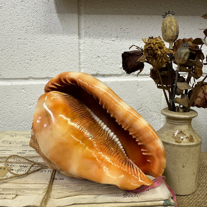 Antique Queen Helmet Shell