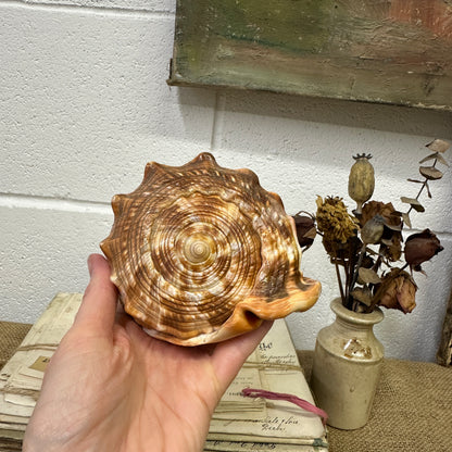Antique Queen Helmet Shell