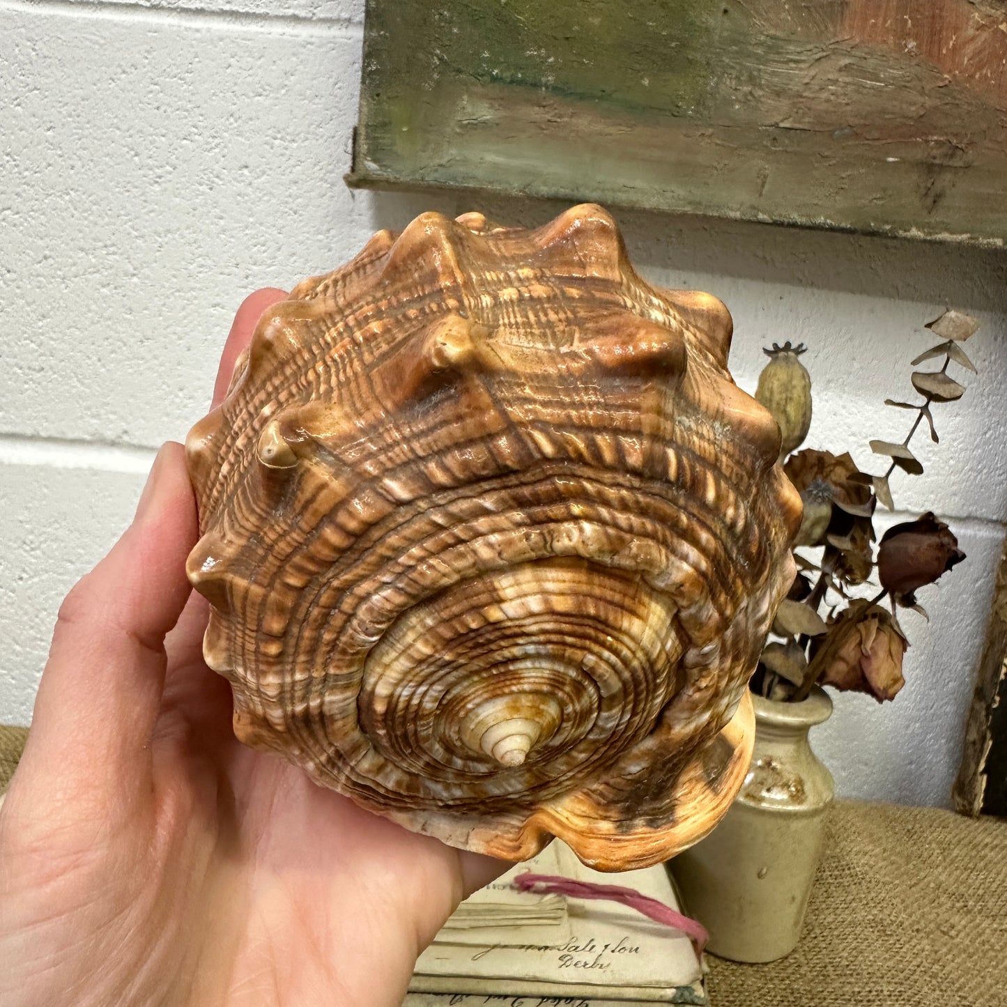 Antique Queen Helmet Shell