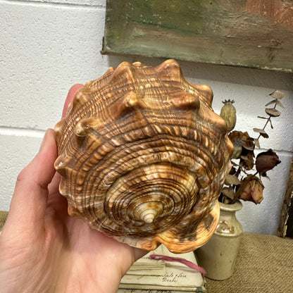 Antique Queen Helmet Shell