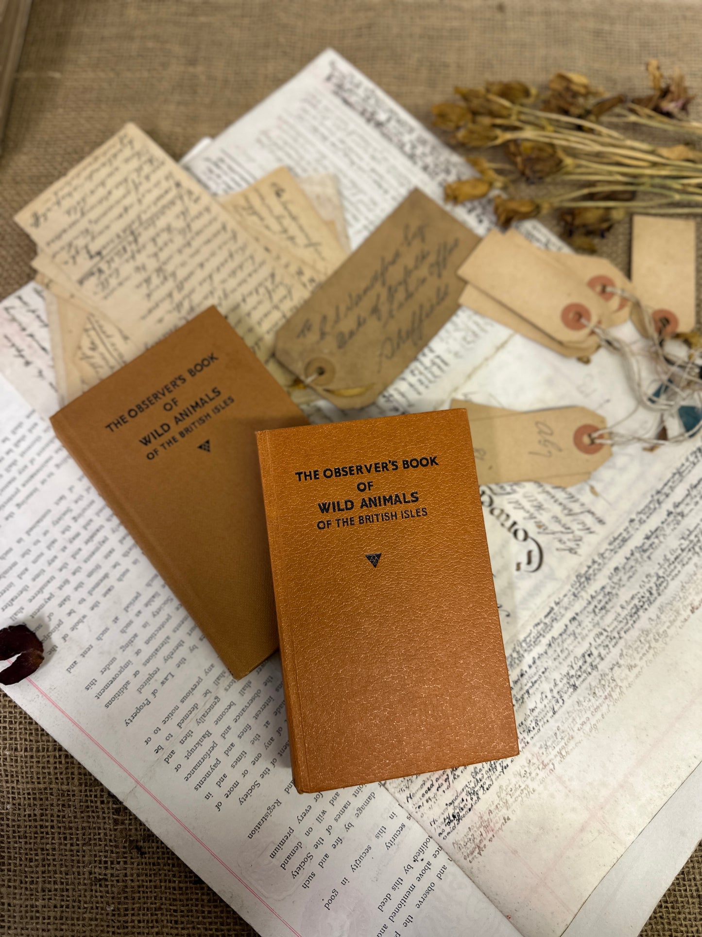 The observer’s book Wild Animals - The Blind Mole