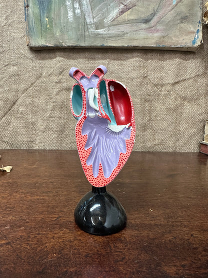 Vintage Anatomical Heart Model