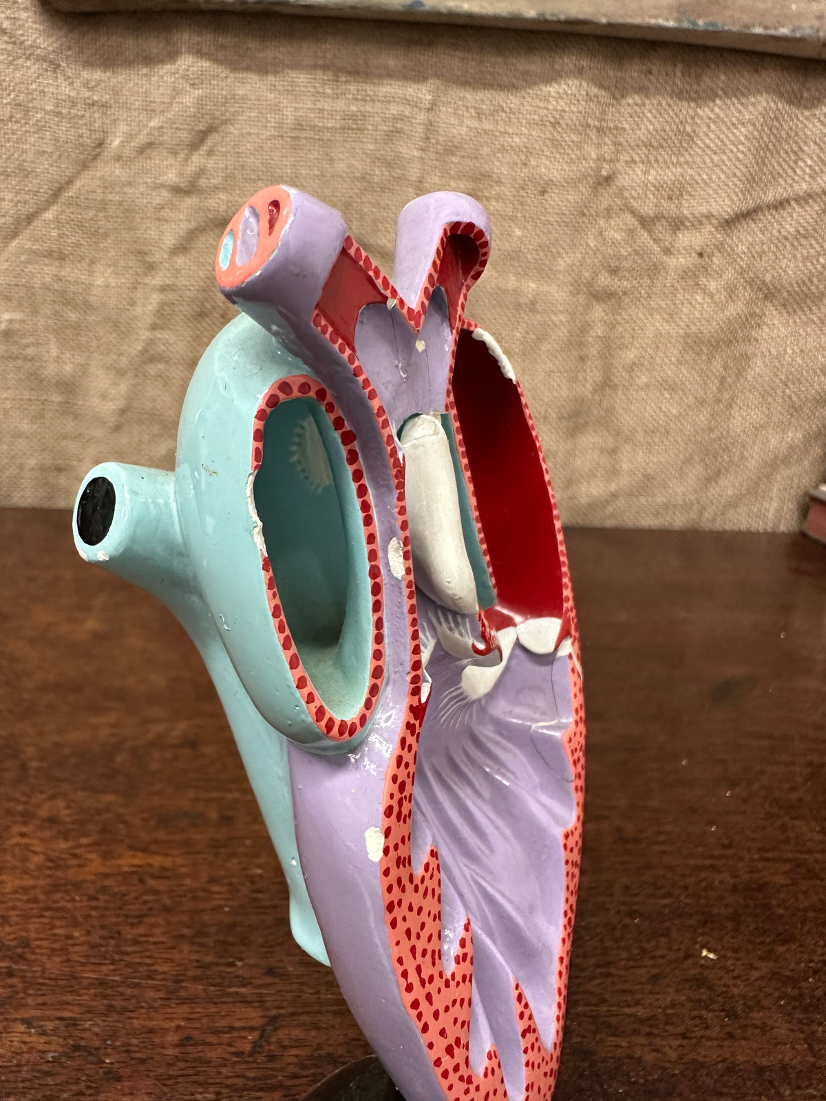 Vintage Anatomical Heart Model