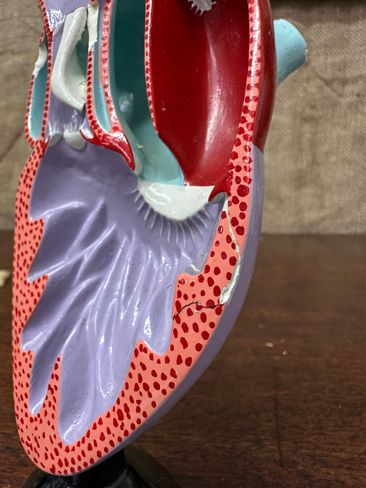 Vintage Anatomical Heart Model