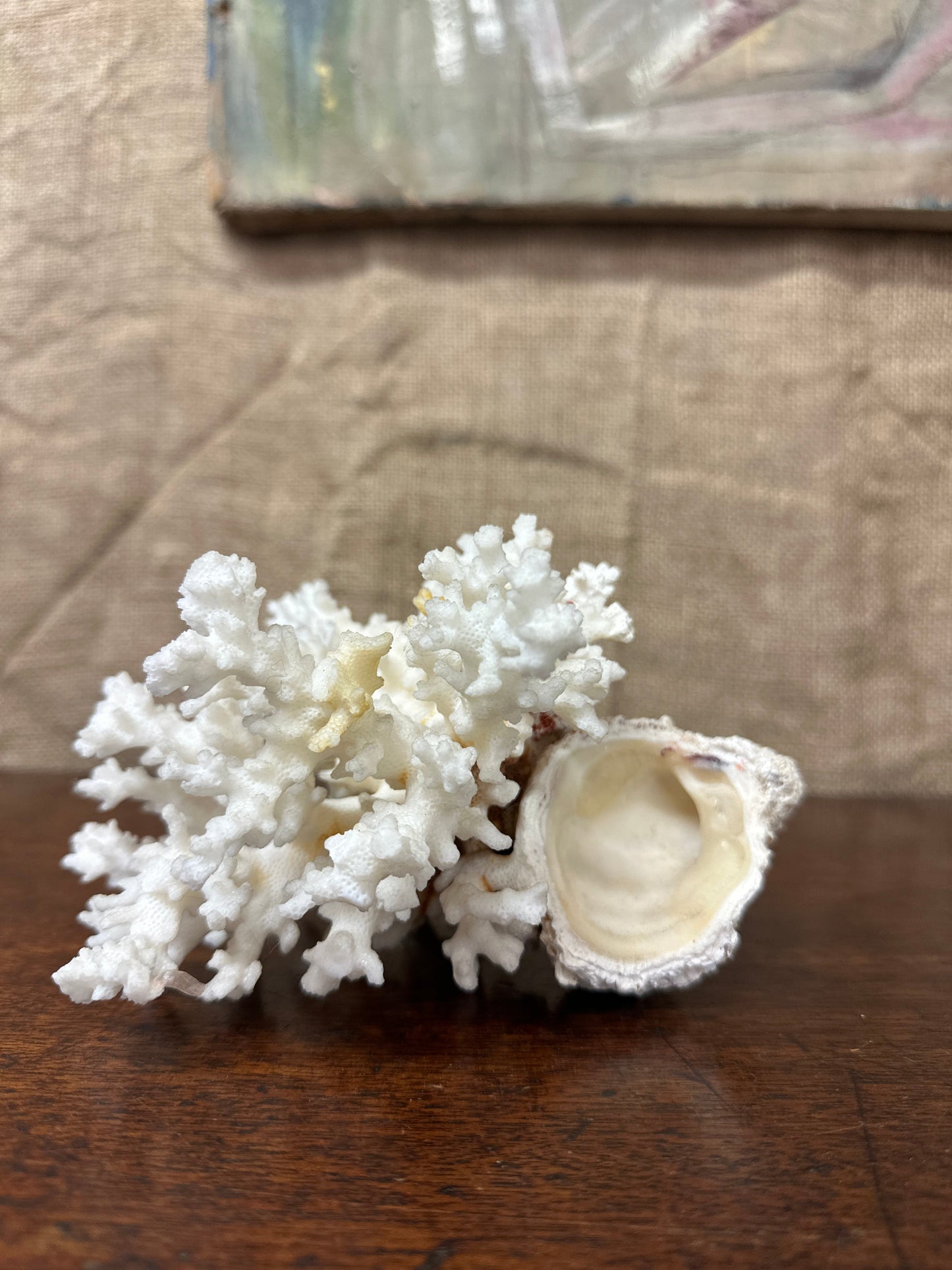 Antique Coral Specimen The Blind Mole