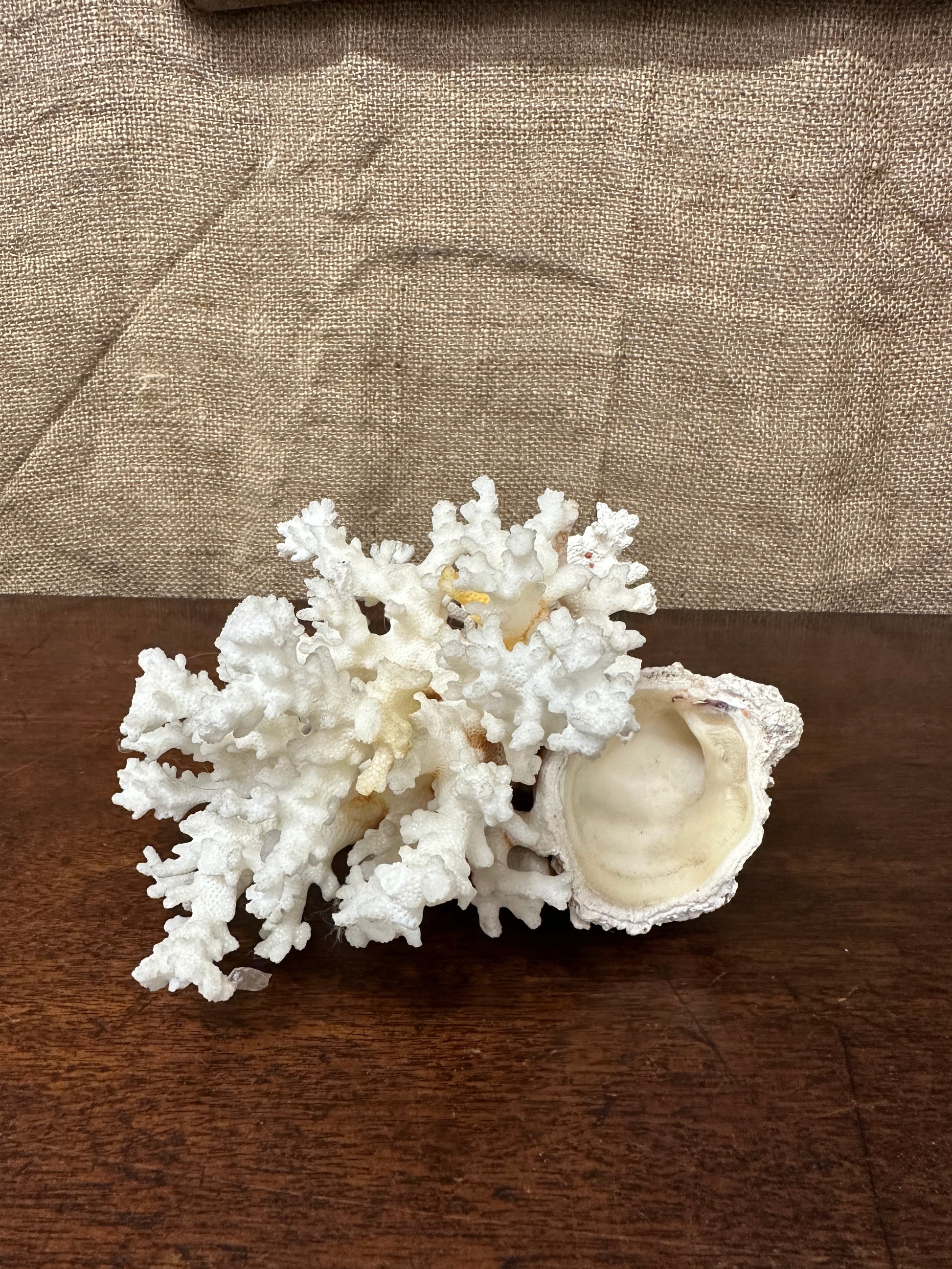 Antique Coral Specimen The Blind Mole
