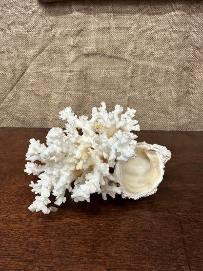 Antique Coral Specimen The Blind Mole