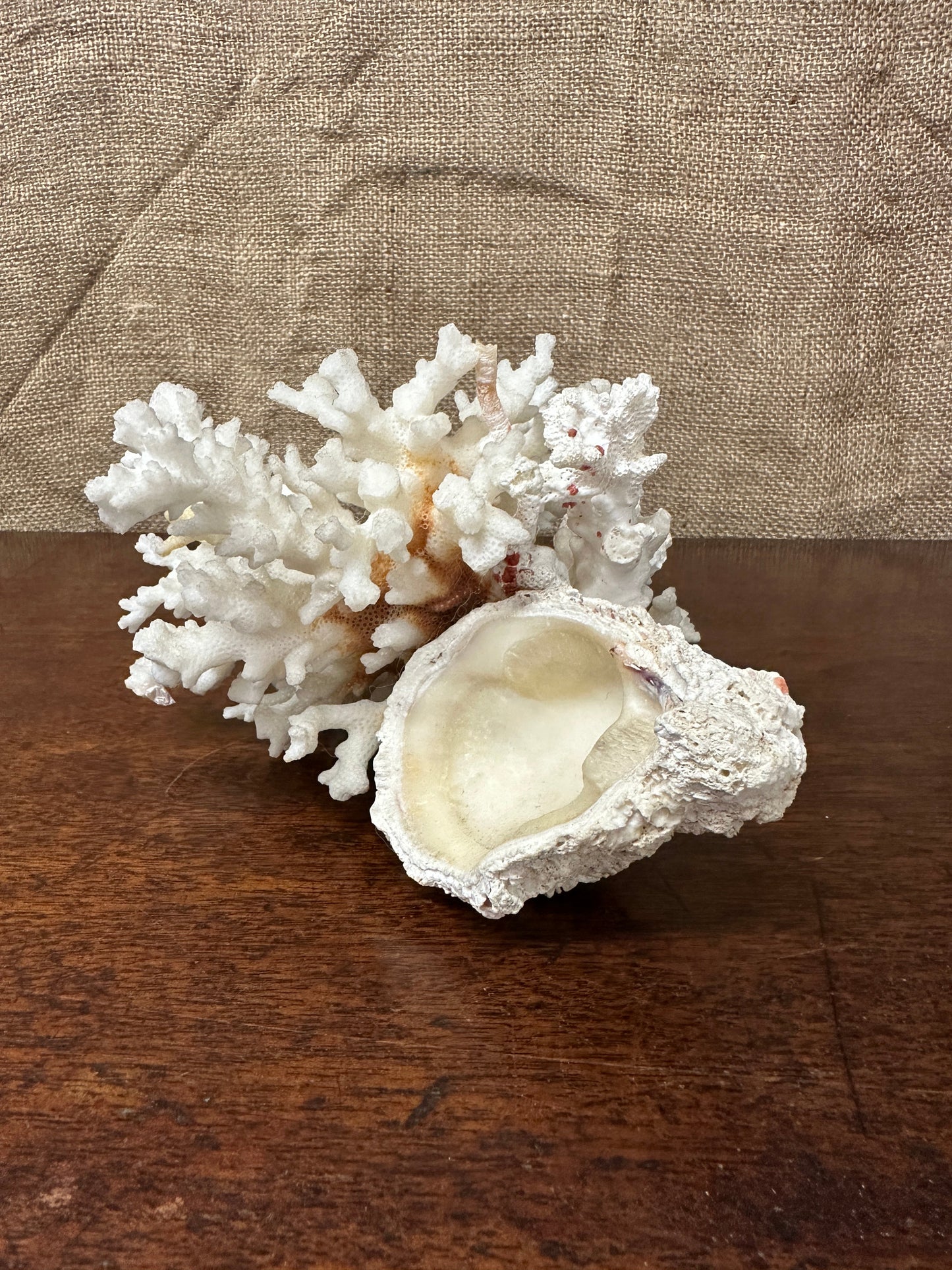 Antique Coral Specimen The Blind Mole