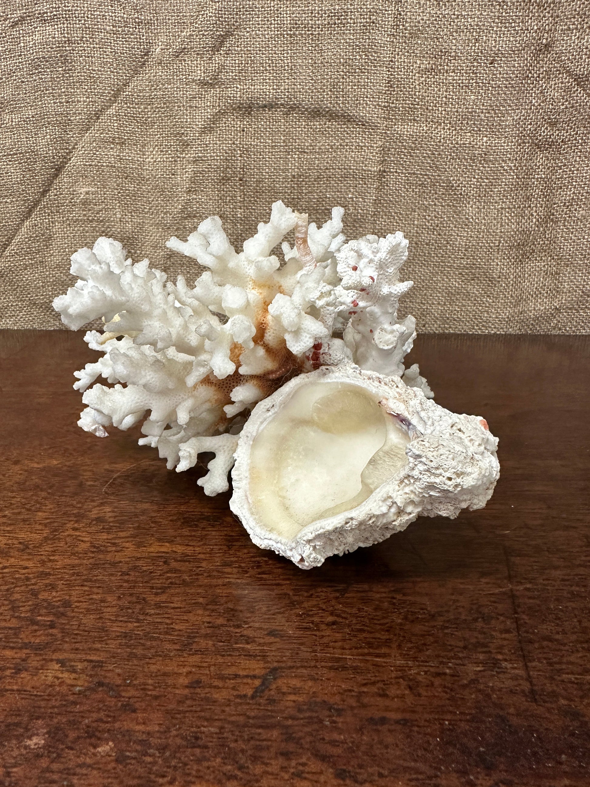 Antique Coral Specimen The Blind Mole