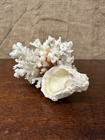 Antique Coral Specimen The Blind Mole
