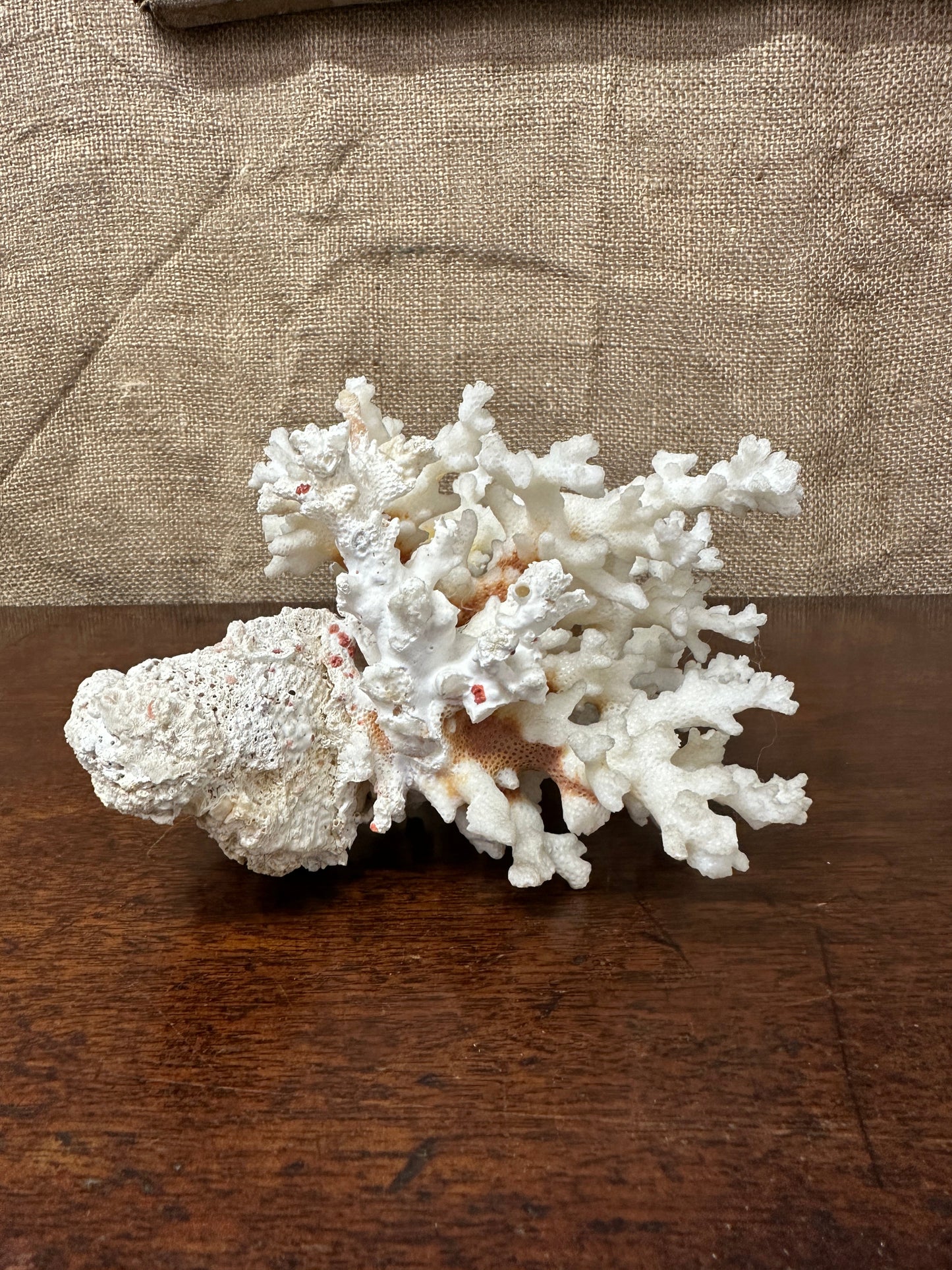 Antique Coral Specimen The Blind Mole