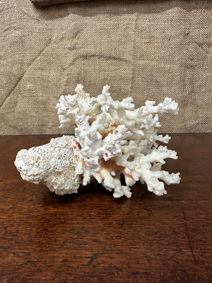 Antique Coral Specimen The Blind Mole