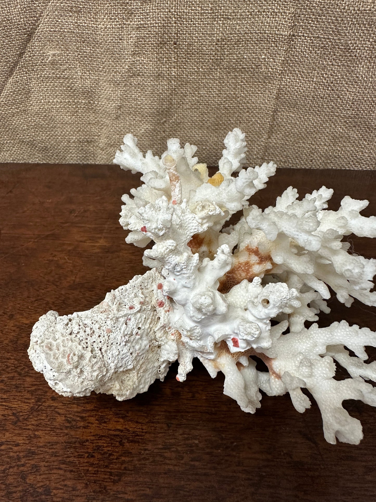 Antique Coral Specimen The Blind Mole
