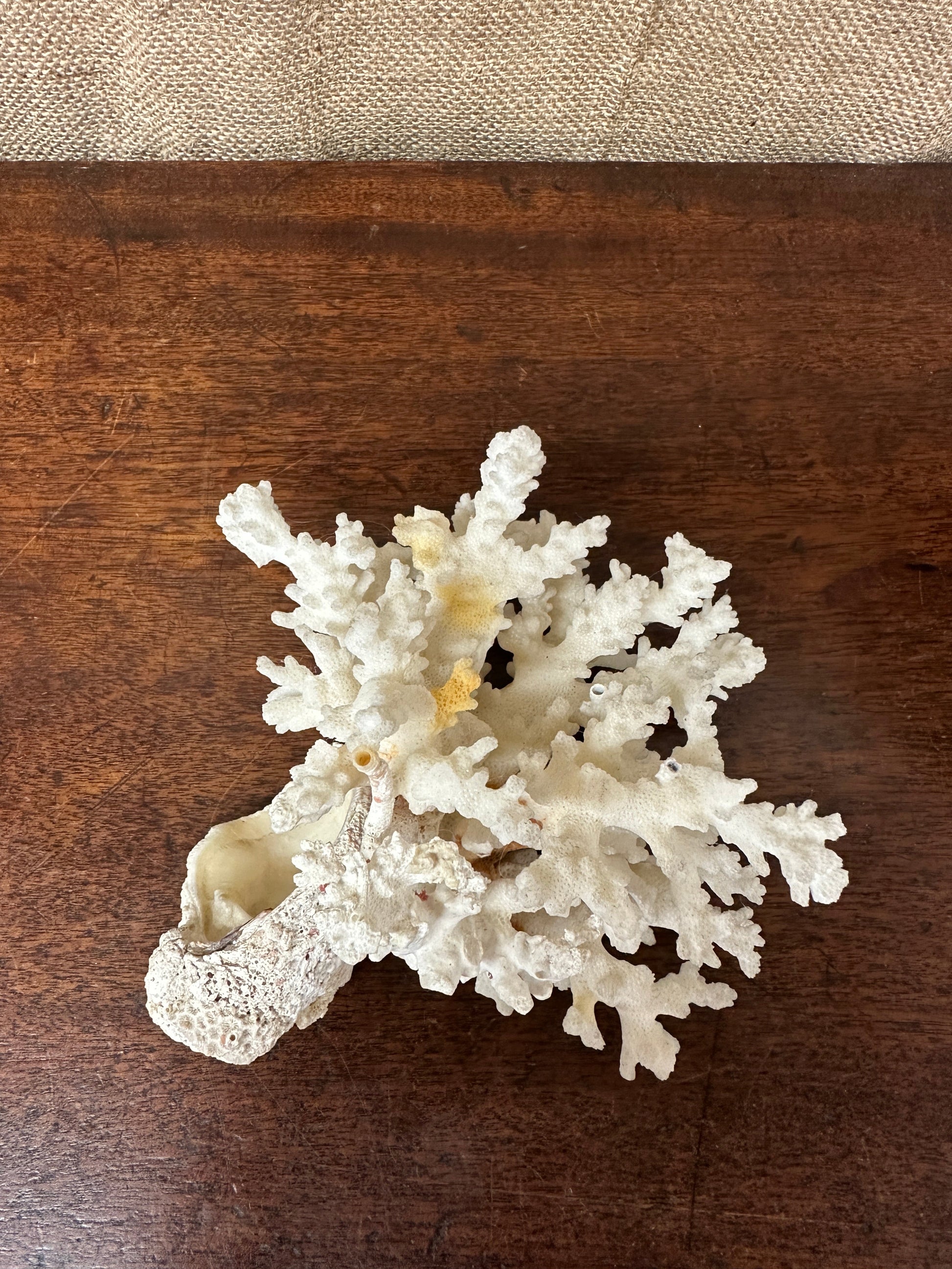 Antique Coral Specimen The Blind Mole