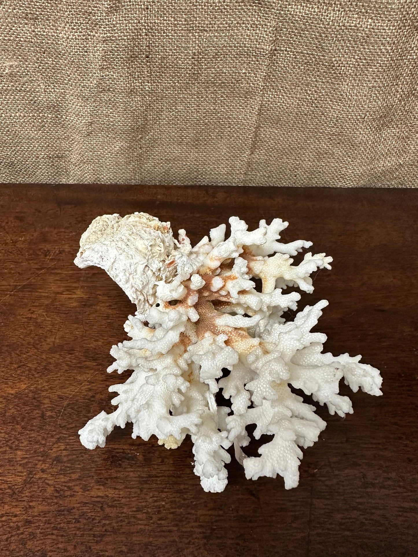 Antique Coral Specimen The Blind Mole